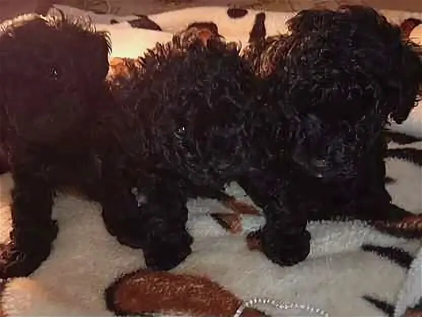 Карликовый пудель черный белый. Малый пудель питомник. Щенок абрикосового пуделя. Голдун и пудель белгород. Карликовый пудель красивые фото.