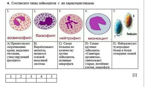 Соотнесите типы тканей с их характеристиками