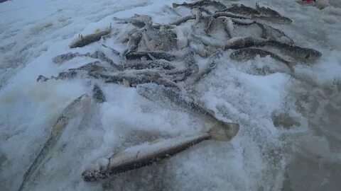 Море море зимняя рыбалка