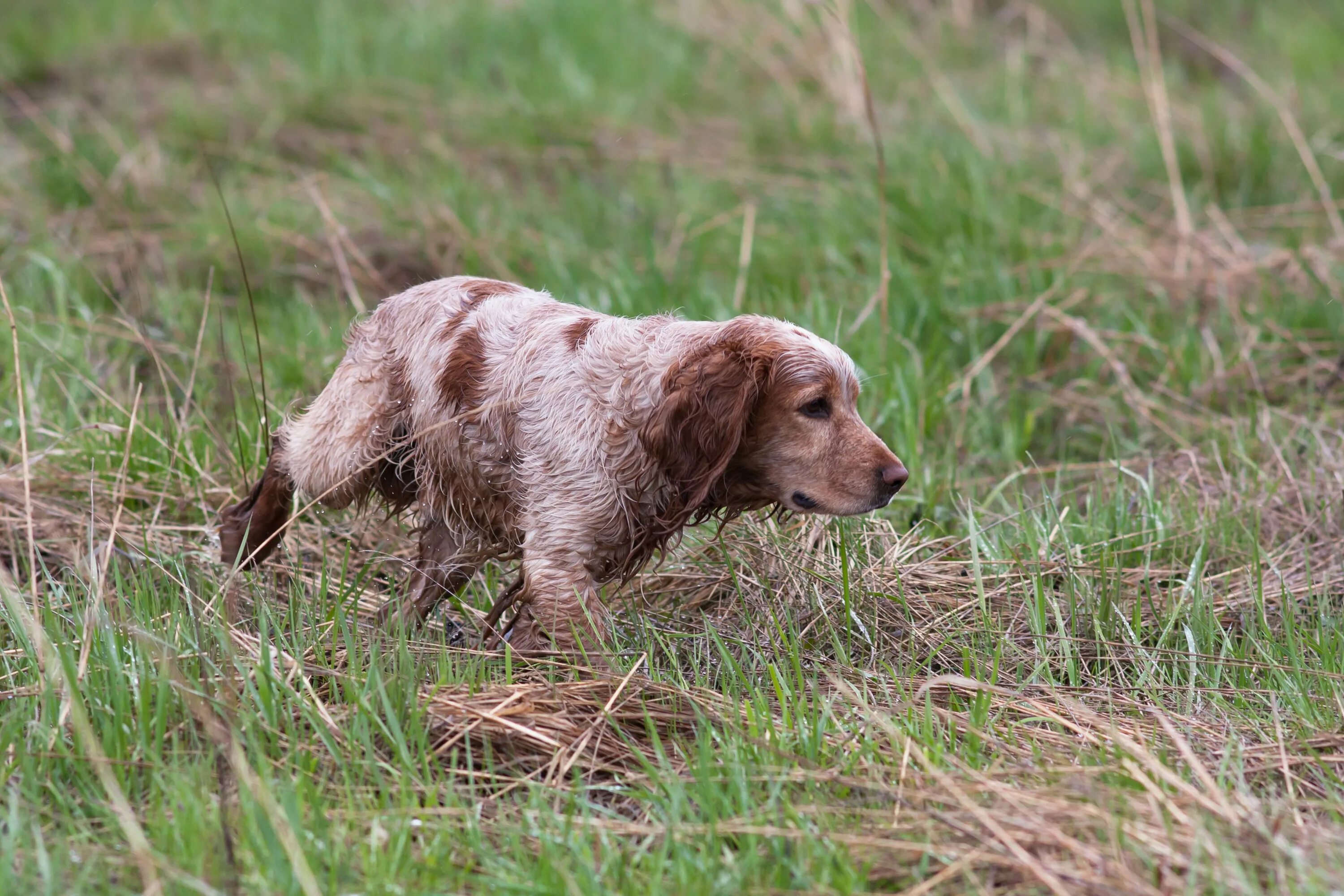 Охотничий собаки девочки. Собака охотничья. Девушка охотница. Девушка с охотничьим ружьем. Красивые охотничьи собаки.