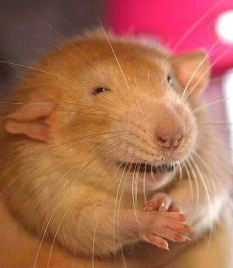 Rat meme