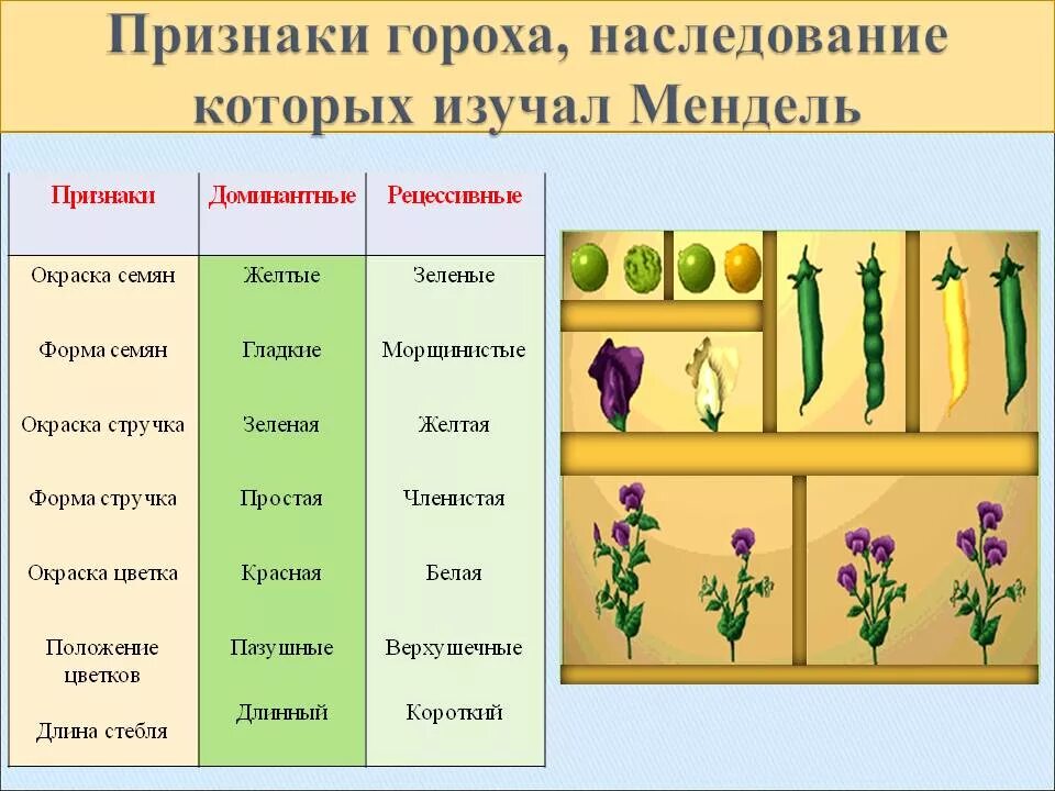 Объем гороха. Наследственные признаки семян гороха посевного. Горох посевной семена наследственные признаки. Наследственные признаки семян гороха. Семена гороха наследственные признаки.