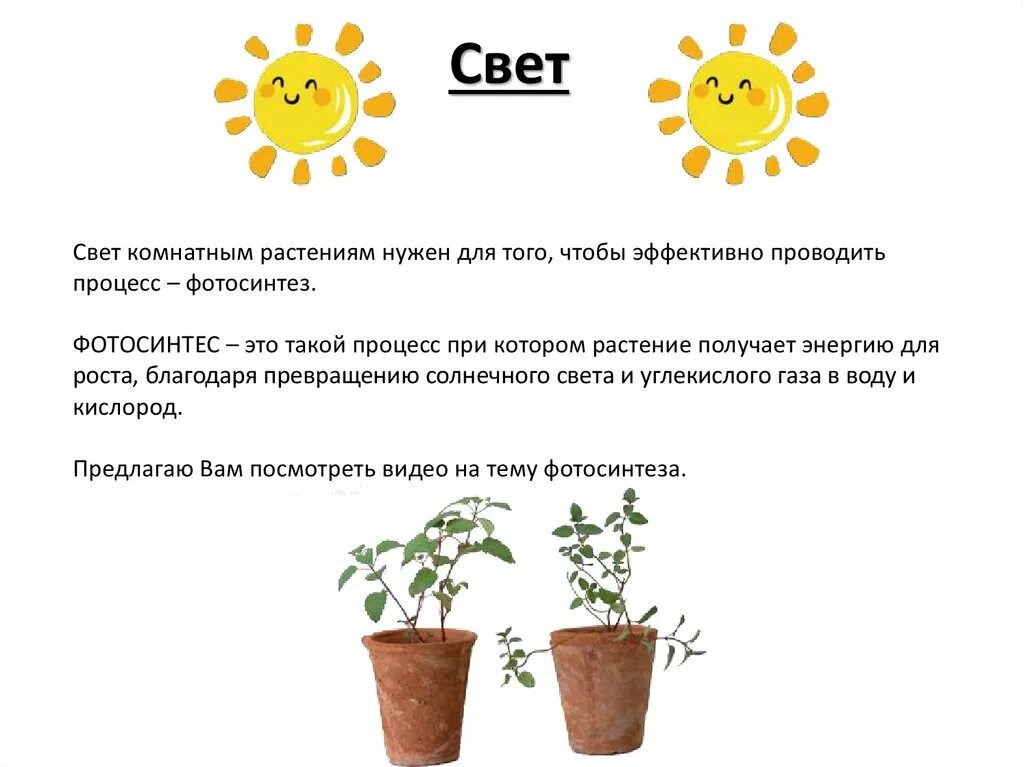 Растениям нужен свет. Зачем растениям нужен свет. Роль света для растений. Важность света для растений.