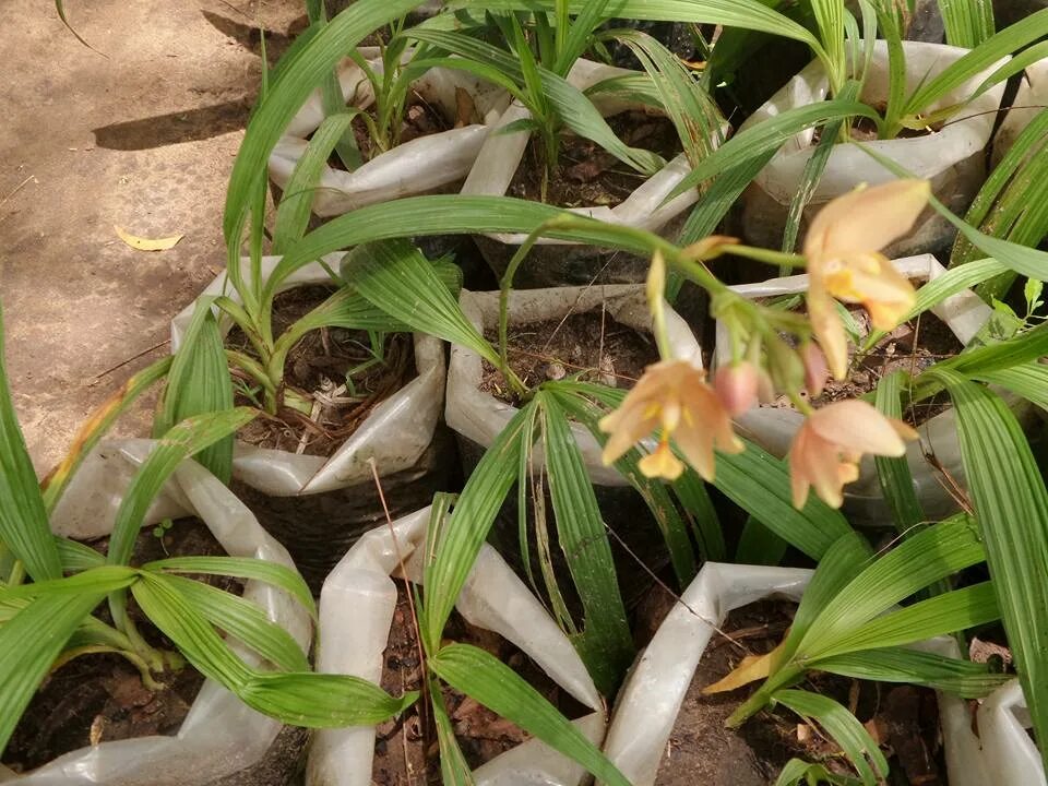 Земляная орхидея фото Maxillaria porphyrostele Орхидеи