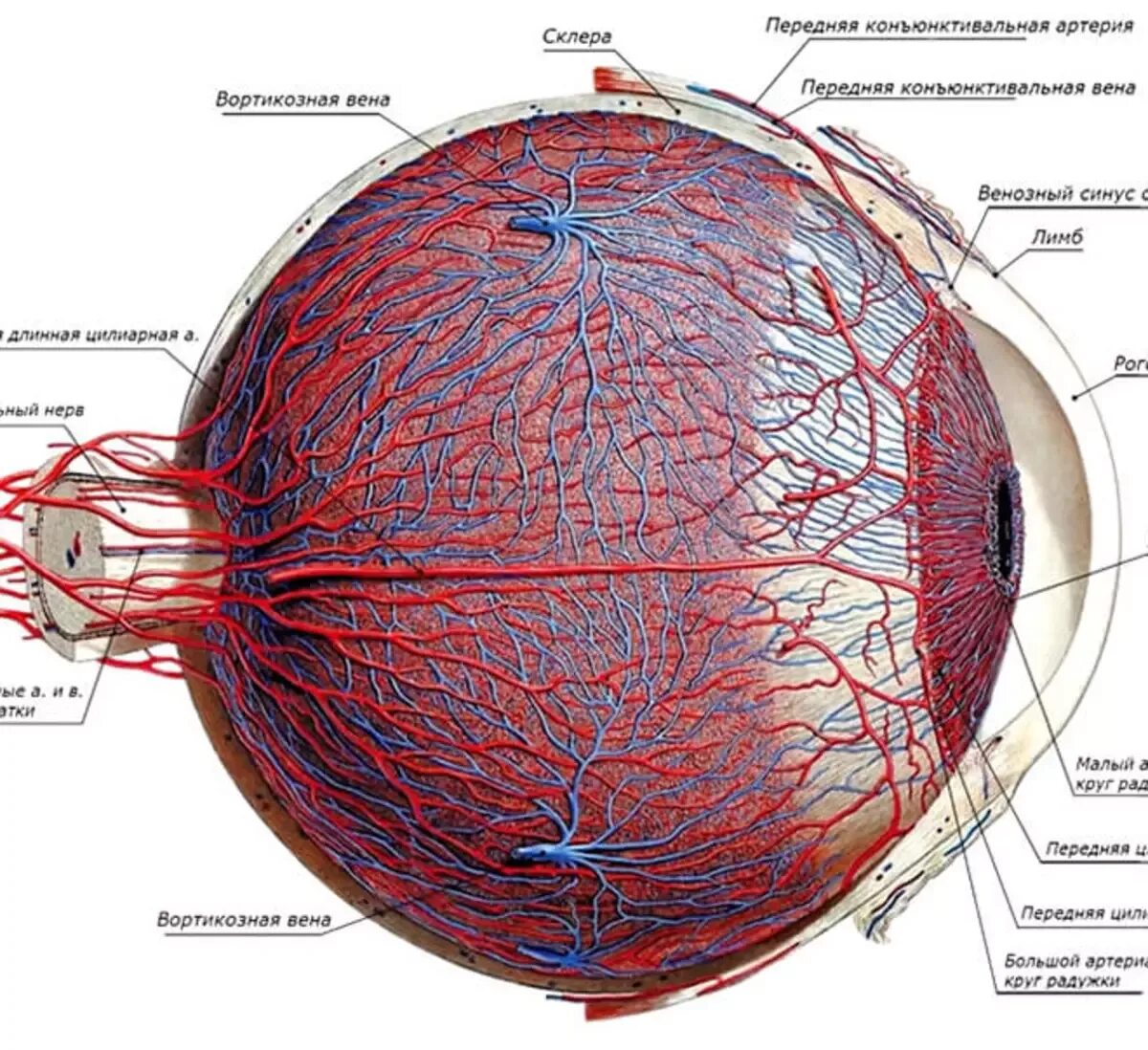 Собственно сосудистая оболочка глаза строение. Сосудистая оболочка глаза строение анатомия. Кровоснабжение глазного яблока анатомия. Собственно сосудистая оболочка глаза анатомия. Воспаление внутренней оболочки вены латынь