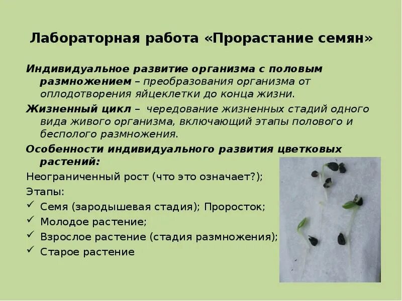 Лабораторная работа условия прорастания семян. Лабораторная работа по биологии 5 класс проращивание семян фасоли. Лабораторная работа прорастание семян таблица. Лабораторная работа по биологии условия прорастания семян. Лабораторная работа изучение условий прорастания семян.