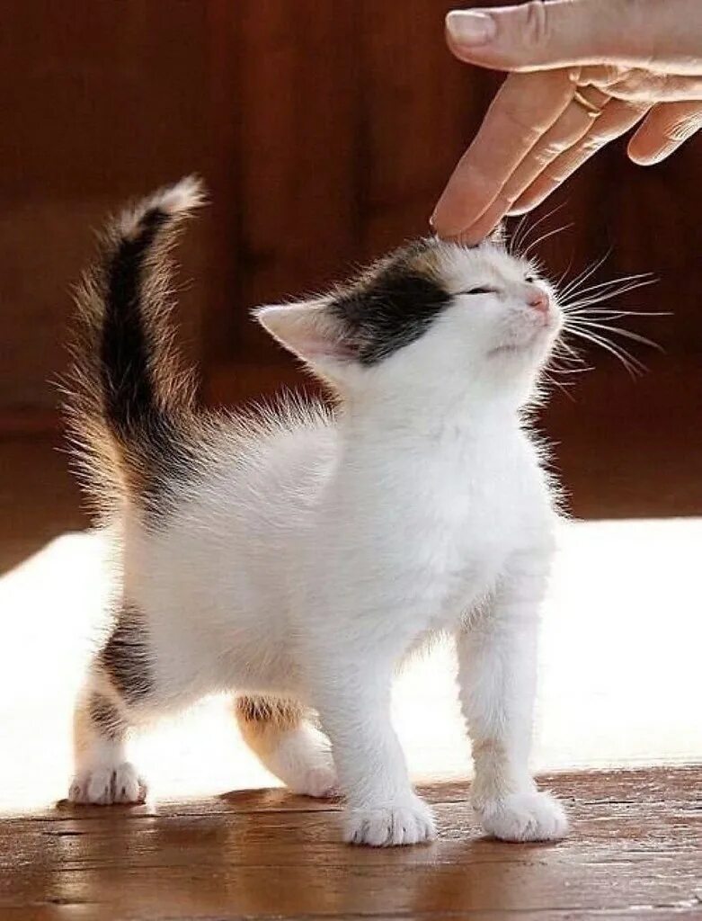 Ласка и кот. Гладить кошку. котенок. котенок на руках. котенок ластится.