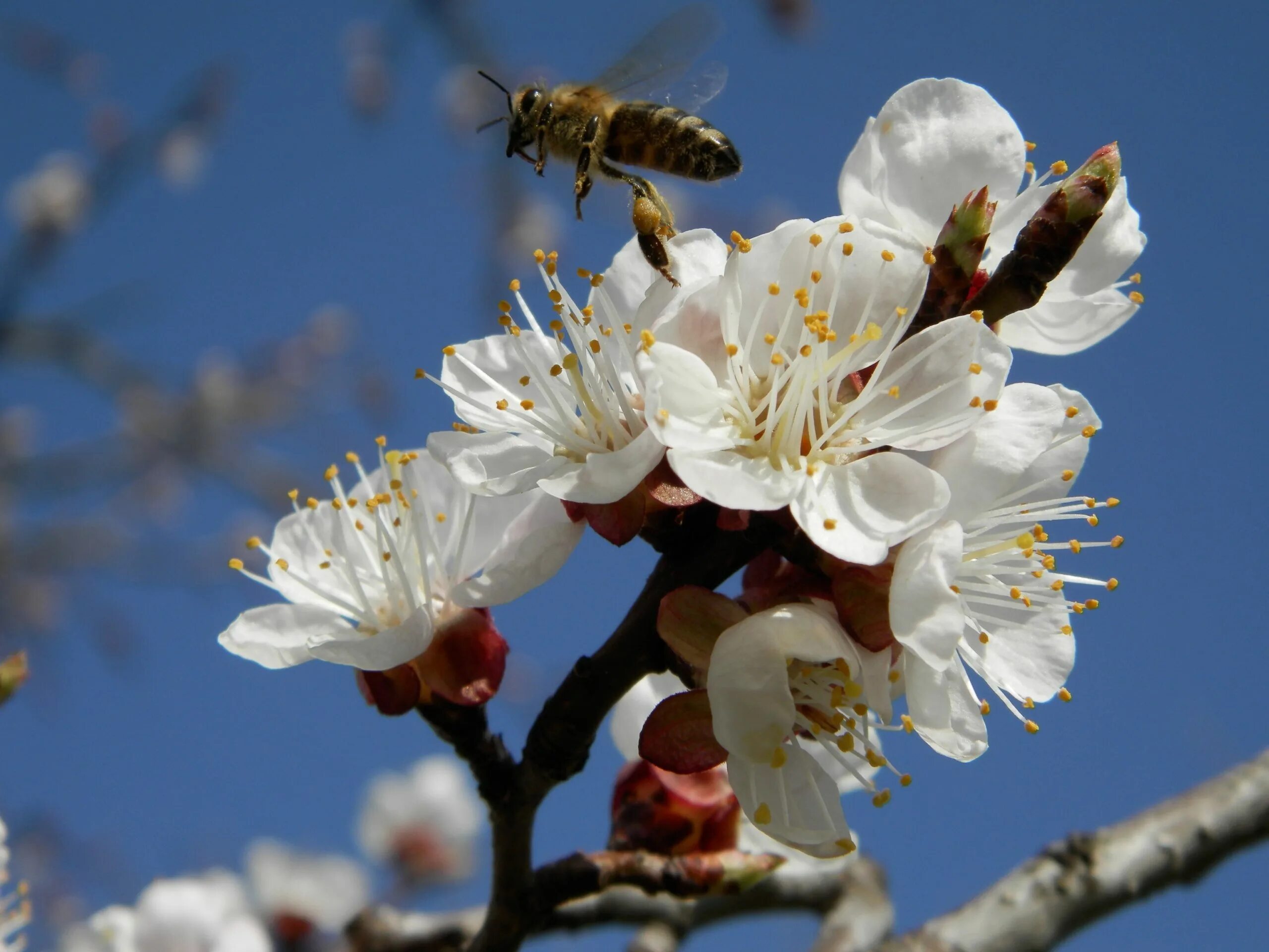 Опылитель для абрикоса. Пчела опыляющая абрикос. Абрикос опыление. Цветущие деревья, пчёлы. Цветущее дерево пчела.