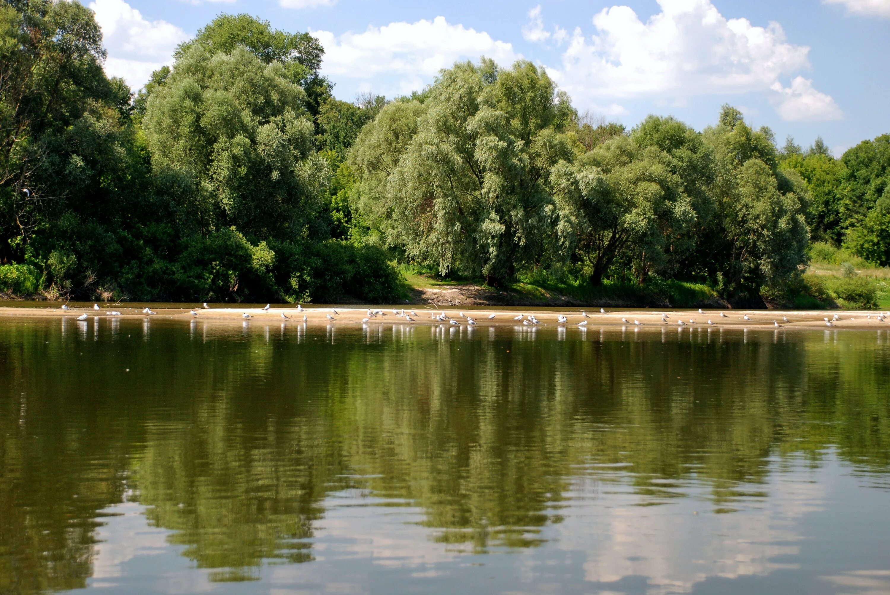 Река Десна Брянск. Река Десна Жуковка. Набережная реки Десна Брянск. Река Десна в Жуковке Брянской области.