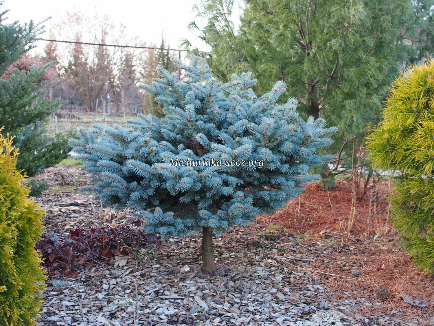 Ель колючая picea. Ель колючая Глаука Глобоза. Picea pungens 'glauca globosa'. Ель колючая glauca. Ель голубая Глаука.