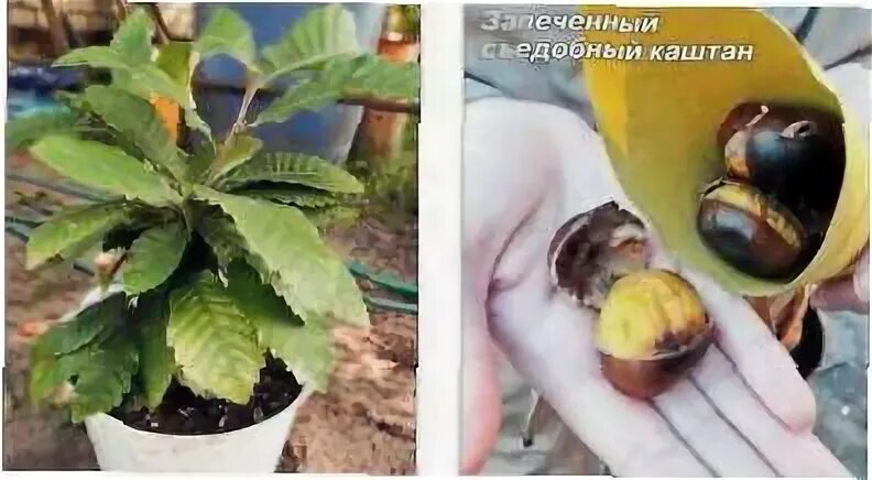 Всходы каштана. Подкормка каштана. Посадка посевного газона. Какие удобрения для каштана. Конский каштан обыкновенный.