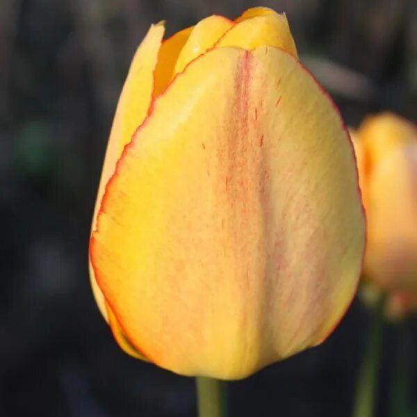 Blushing Apeldoorn - De Vroomen Garden Products Landscape