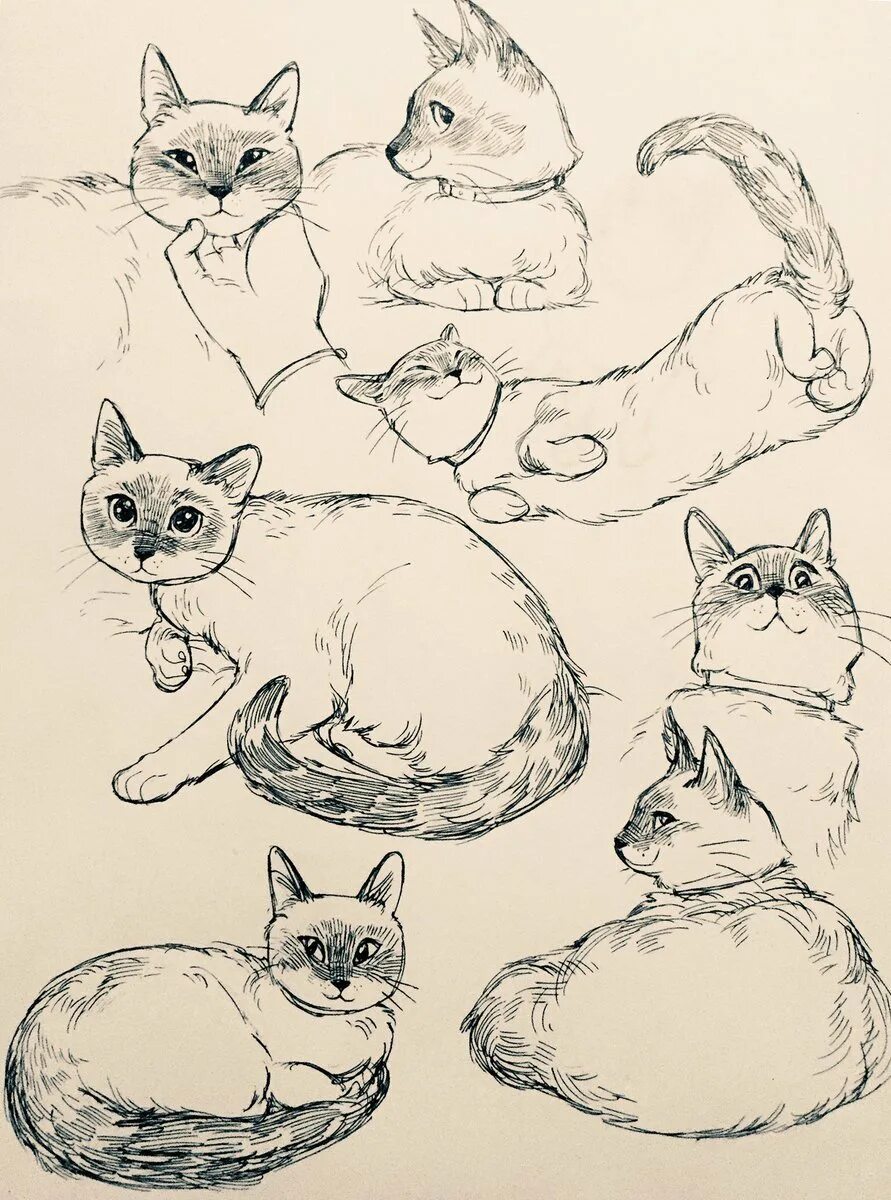 Идеи для рисунков котиков