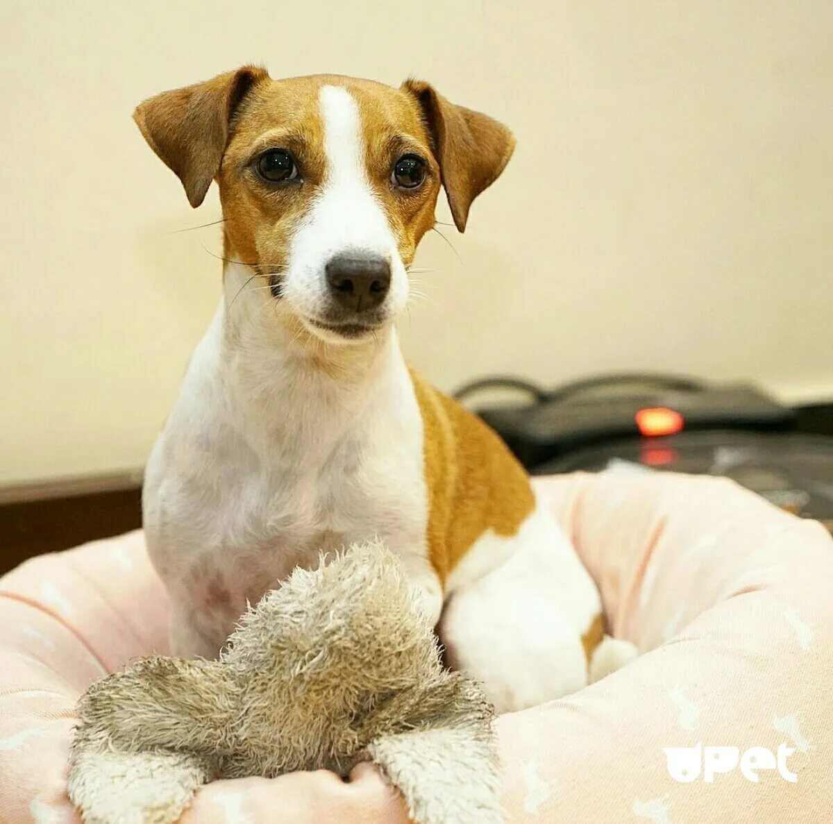 Собака джек рассел терьер. Рассел терьер в квартире. Рассел терьер джек рассел. Рассел терьер в квартире. Джек рассел разнес квартиру.