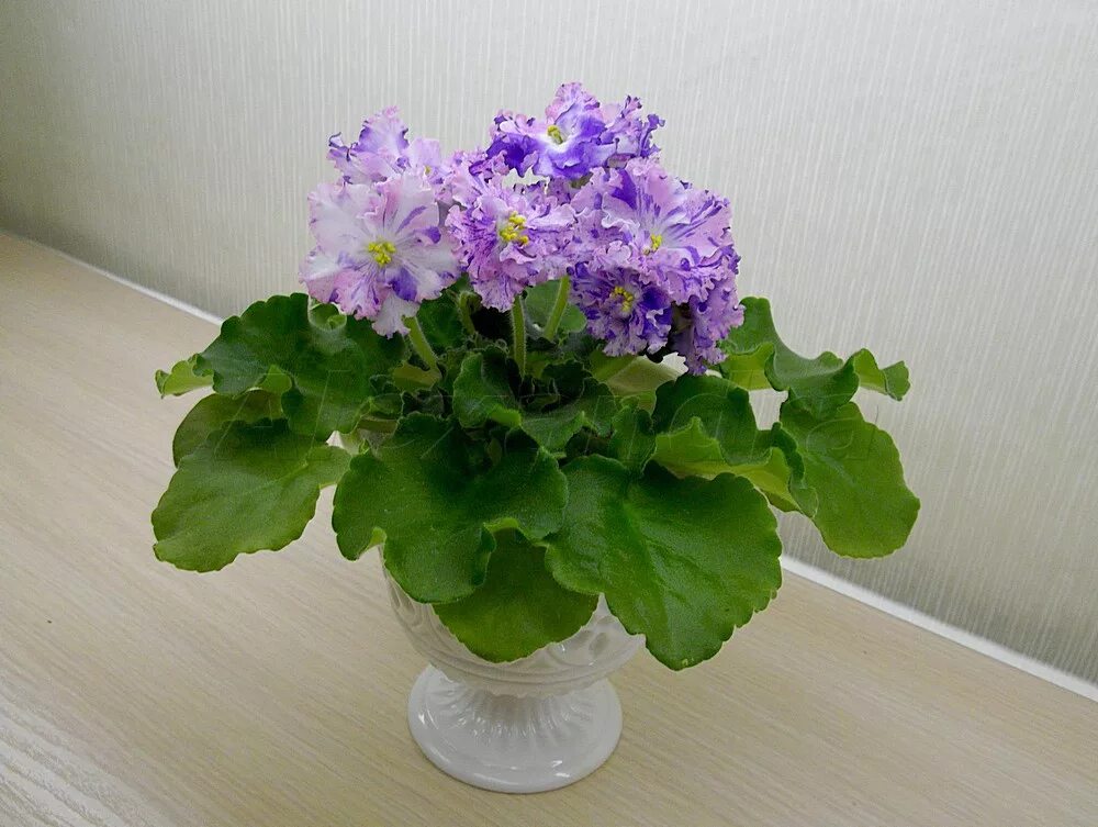 Фиалка рм новогодняя сказка. Сорт фиалки рм вершины гор. Фиалка сорт новогодняя сказка. Фиалка рм новогодняя сказка. Фиалка пт розалин.