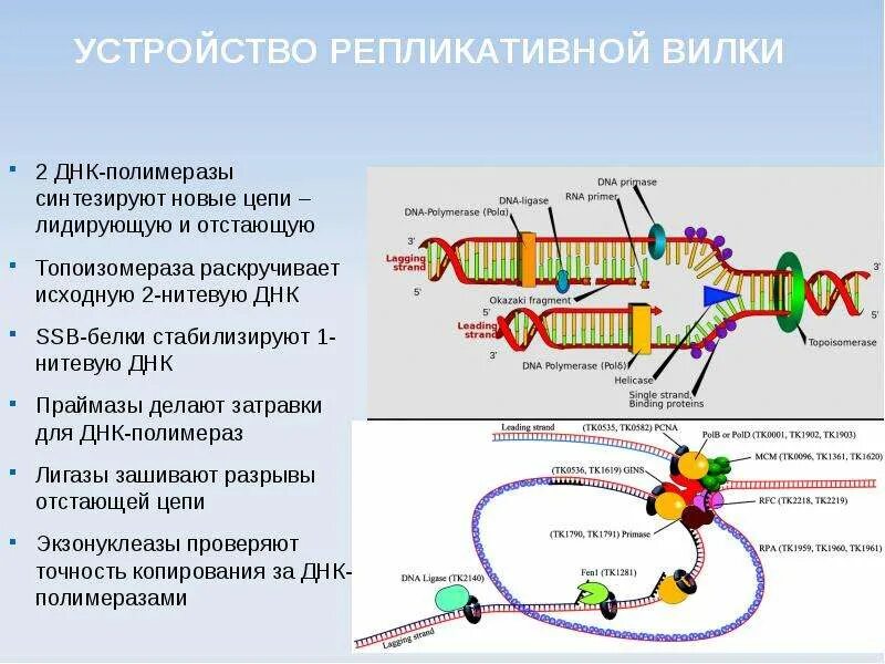 Фермент вилка. Репликация ДНК Репликационная вилка. Синтез белка Репликационная вилка. Вилка репликации ДНК. Строение репликативной вилки биохимия.