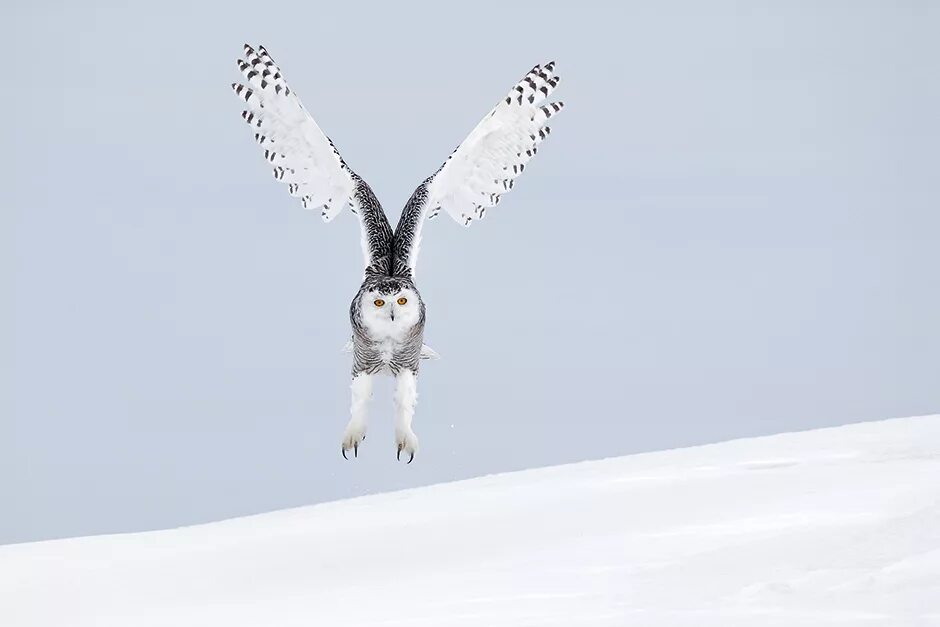 Полярная сова в полете фото Snowy Owl (Bubo scandiacus) in flight Picture 8 of 19 The Owl Pages Owl, Snowy