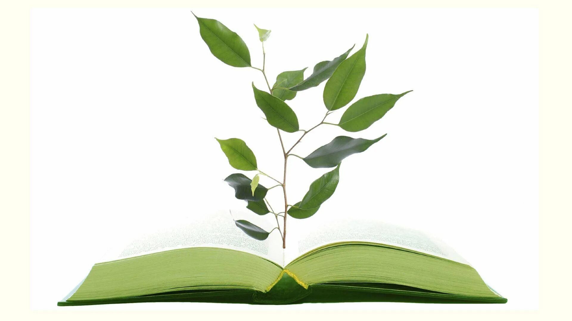 Книга зеленый лист. Книга зеленый лист. Книги и зелень. Плешаков "зелёные страницы". Зеленые страницы красной книги россии.