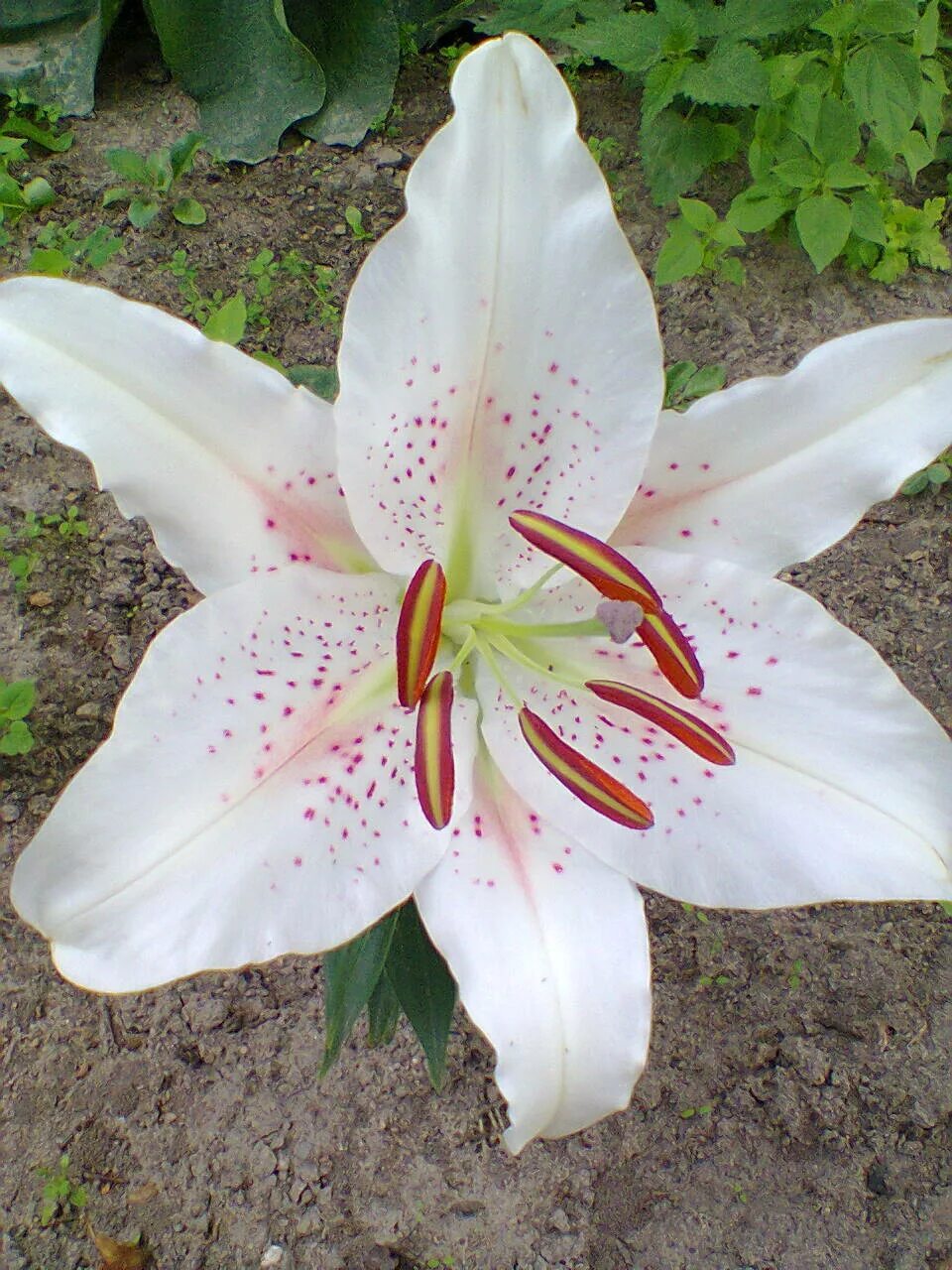 Лилия Muscadet - Lilium Muscadet - Garden Seeds Market Бесплатная доставка