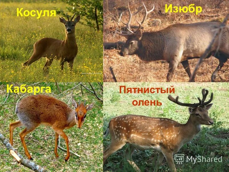 Олень лось косуля