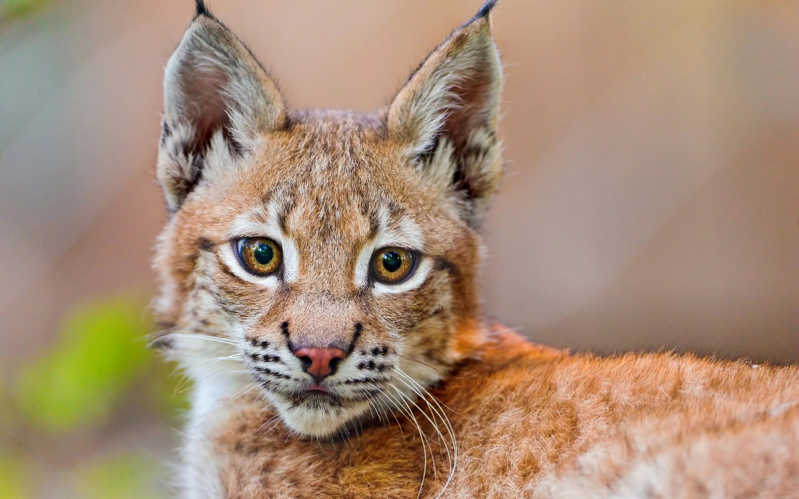 Обыкновенная Рысь Lynx Lynx. Рысь Рысиха рысенок. Рысь обыкновенная с рысятами. Обыкновенная (Евразийская) Рысь.