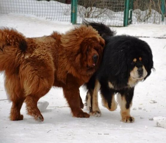 питомник зов тибета. китайское разведение тибетских мастифов. памирский мастиф. тибетский мастиф черный. выставка тибетских мастифов 2022.