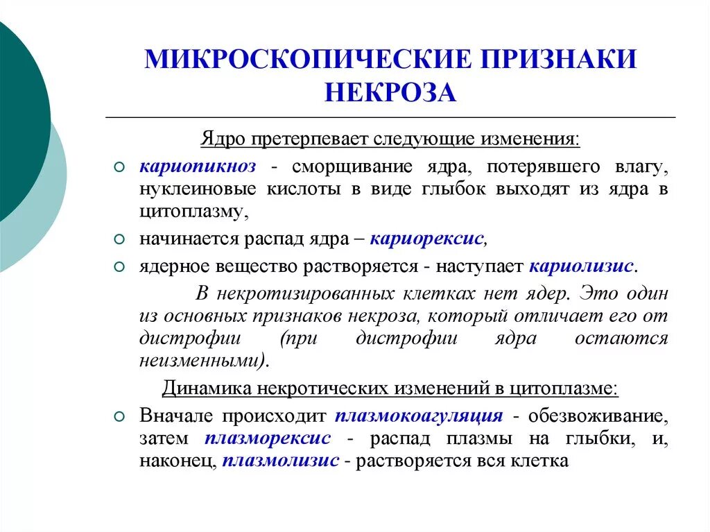 Морфологические признаки некроза патанатомия. Микроскопические признаки некроза. Микросклпические признаки невроз. Призеаки некроза микросокп.