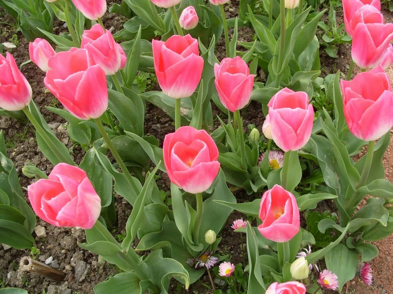 Иерусалимский тюльпан горшечный. Иерусалимский тюльпан цветет. Тюльпан алладин. Все виды тюльпанов