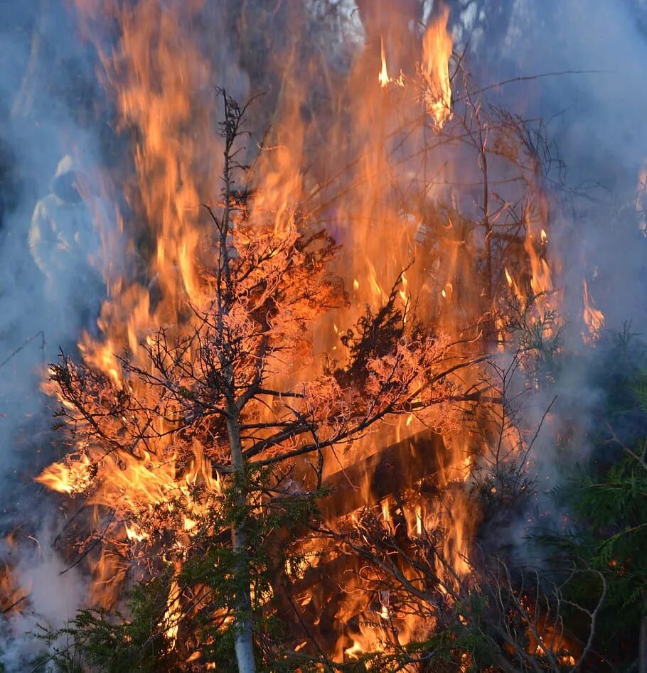 Горящее дерево. Сожженное дерево. Листва + пожары. Горение древесины. Сжигание дерева