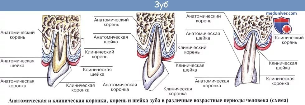 Анатомия зубов коронка шейка корень. Клиническая и анатомическая шейка зуба. Понятия анатомическая шейка зуба. Анатомия зуба коронка шейка корень. Какую функцию выполняет коронка зуба