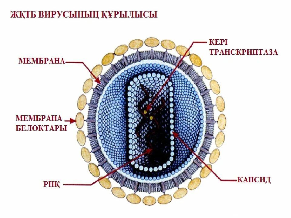 Вирус спида название. Структура вируса СПИД. Строение вируса ВИЧ И СПИД. Структура вируса ВИЧ. Строение вируса ВИЧ.