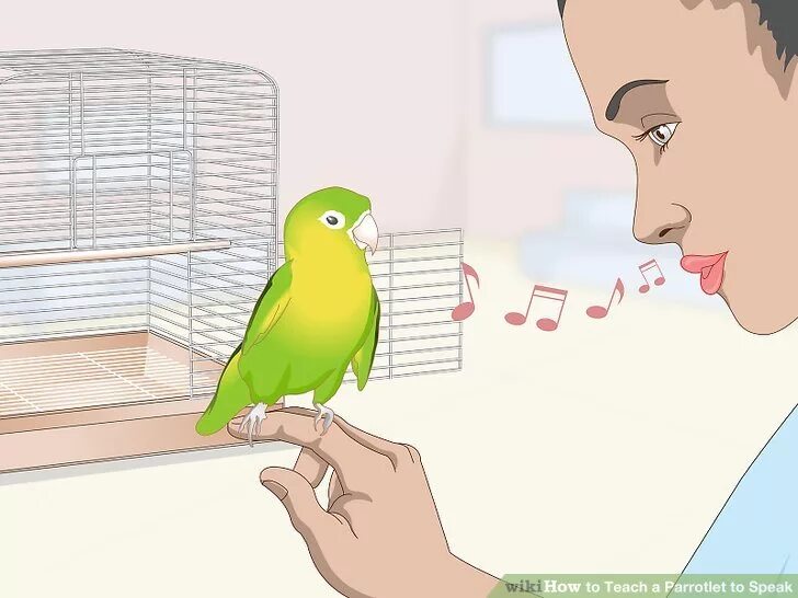 Попугай говорит уроки. Как научить попугая разговаривать за 5 минут. Попугай учит уроки. Попугая научили говорить чтобы что.