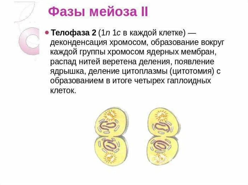 Мейоз 2 телофаза 2. Телофаза 2 мейоза рисунок. Телофаза мейоза 2 набор. Телофаза 1.