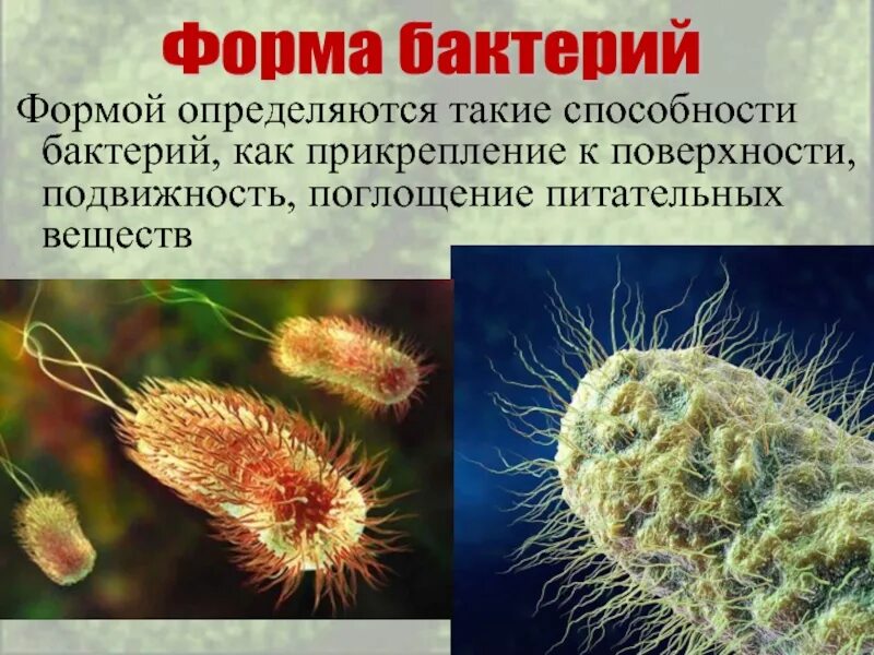 Бактерии презентация. Строение и жизнедеятельность бактерий. Презентация по биологии бактерии. Презентация на тему бактерии.