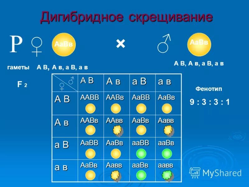 Дигибридное скрещивание дигетерозигот. Дигибридное скрещивание фенотип. Дигибридное скрещивание задачи с решением. Дигибридное скрещивание фенотип. Дигибридное скрещивание фенотип.