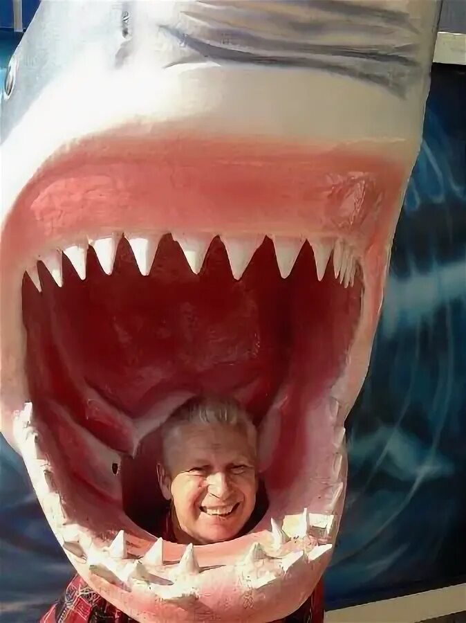 Как выглядят акулы внутри Pin on Sharks