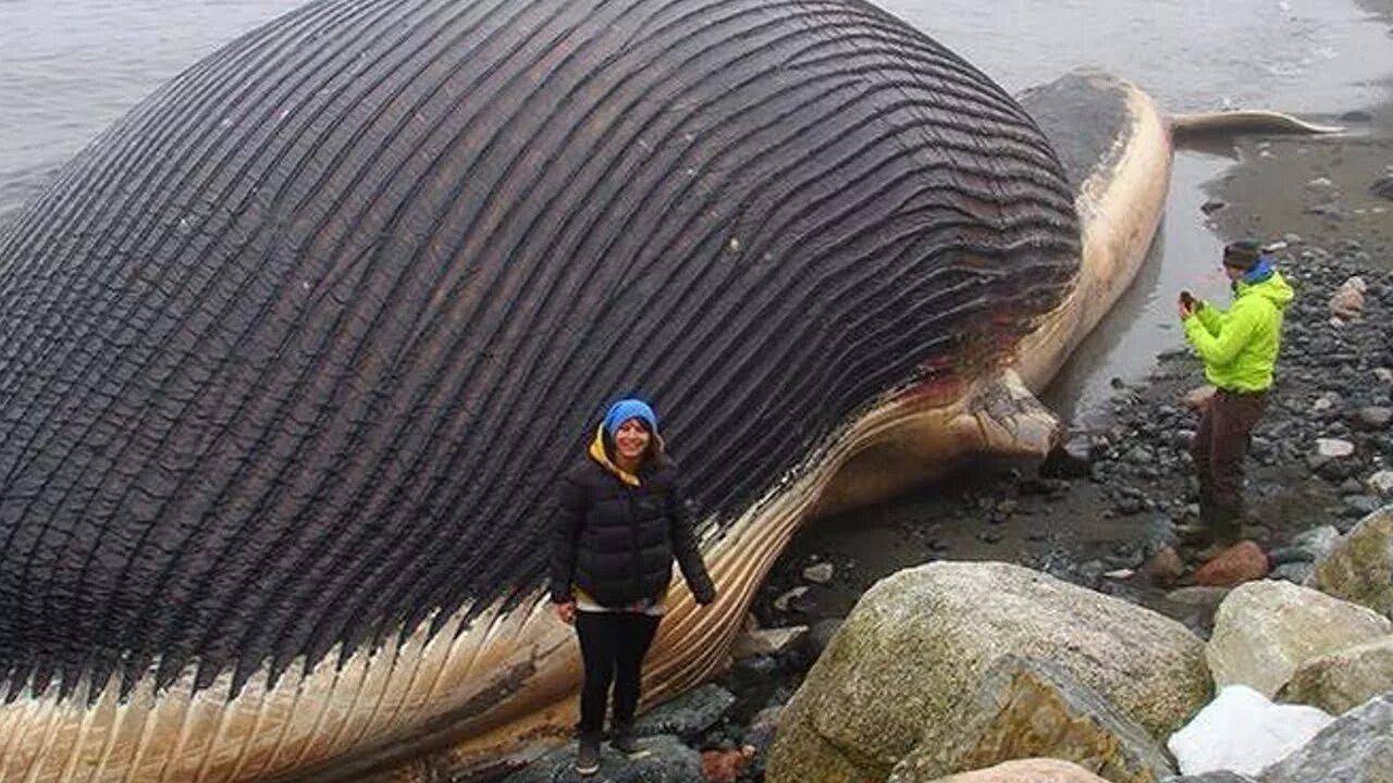 Самые огромные животные. Самые длинные животные на земле. Самый гигантский кит в мире. Самое большое существо на планете.