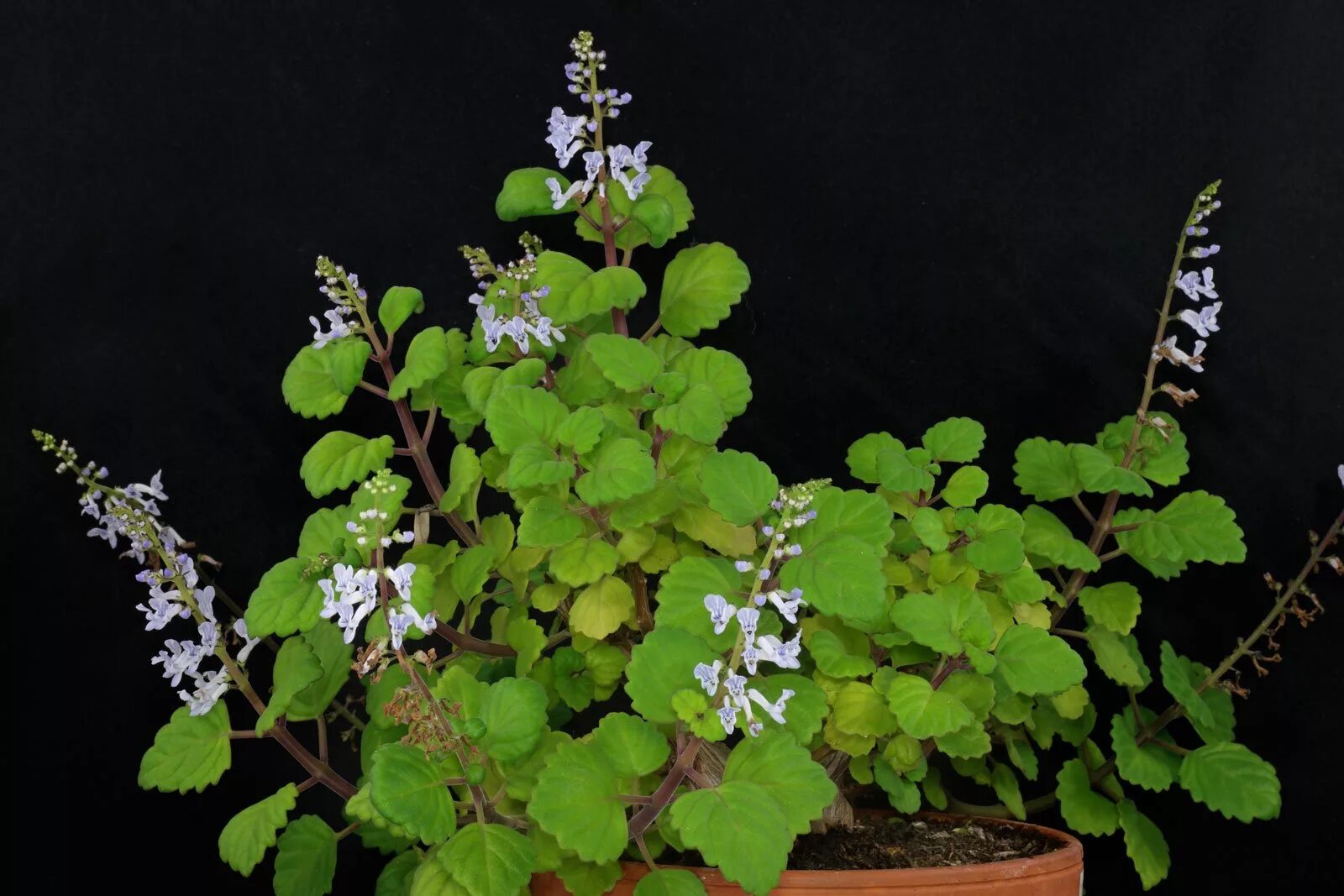 Alles over de Plectranthus Verticallicatus (Swedish Ivy): ✓ Standplaats ✓ Water 