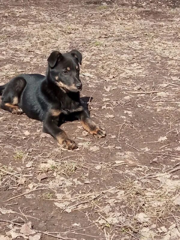 Приют для животных вичуга добрый дом. Приют для собак вичуга. Добрый дом вичуга приют для животных. Приют для собак вичуга добрый дом. Добрый дом вичуга приют для животных.