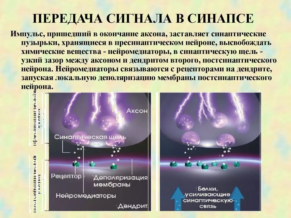 Этапы прохождения импульса. Передача нервного импульса в химическом синапсе. Механизм синаптической передачи импульса. Передача нервного импульса через химический синапс. Механизм передачи нервного импульса в синапсах.