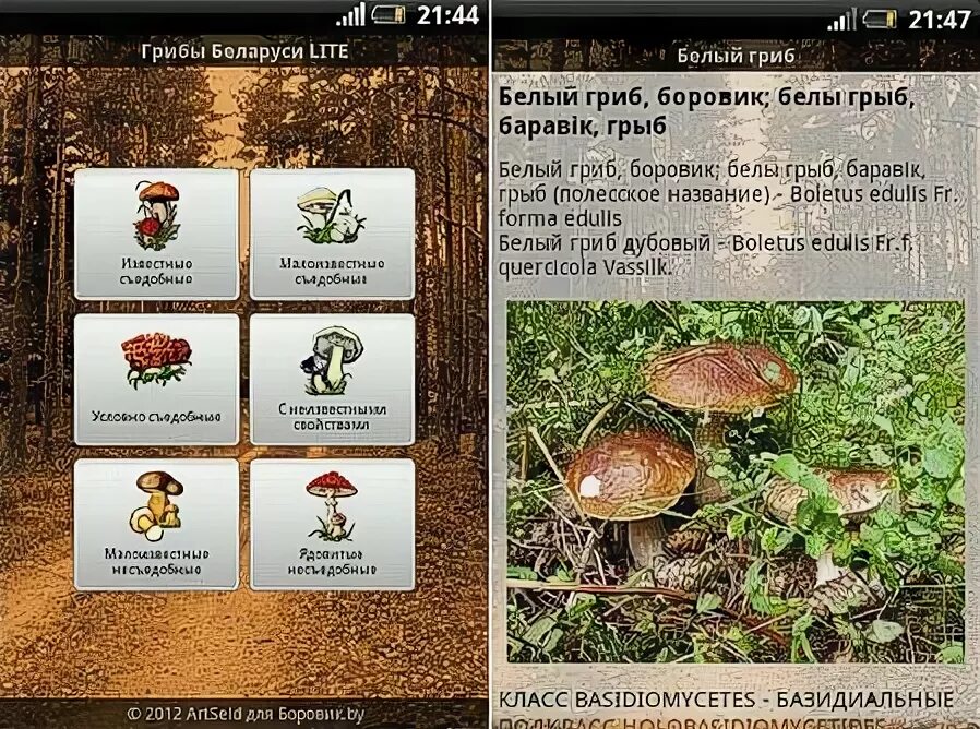 Определить грибы приложение. Программа грибы по фото. определение грибов по фото приложение. программа для определения грибов онлайн. программа распознавания грибов по фото для андроид.