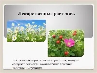 Лекарственные растения краснодарского края фото