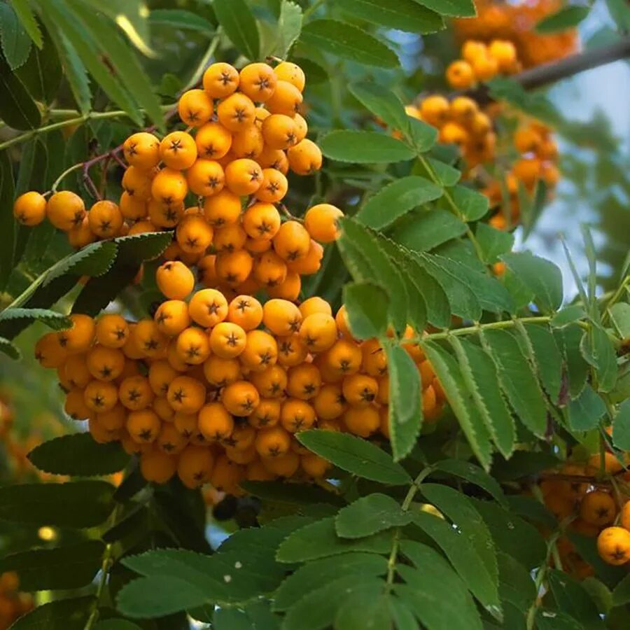 Рябина желтая дерево. Рябина Арнольда Golden Wonder. Рябина Арнольда (Sorbus arnoldiana) “Golden Wonder”. Рябина Арнольда "Голден Вондер". Рябина Арнольда "Голден Вандер дерево.