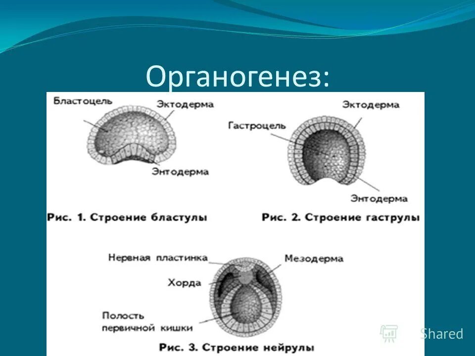 Онтогенез органогенез