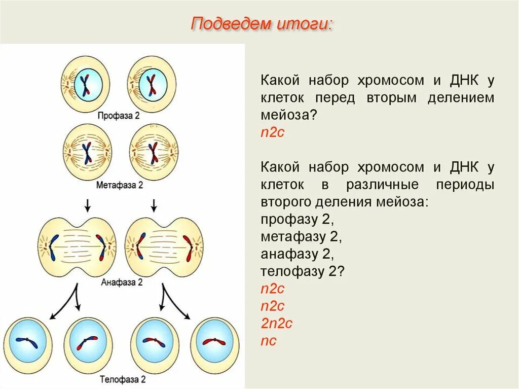 Метафаза 2 мейоза набор хромосом. Набор клетки мейоза 2. Набор хромосом в профазе мейоза 2. Набор клетки в телофазе мейоза 2. Каким номером на схеме обозначено мейотическое