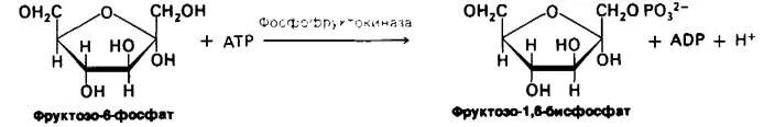 Фруктозо 1 6 бисфосфат. Фруктозо-2,6-бисфосфат и фруктозо-1,6-бисфосфат. Фруктозо 2 6 бисфосфат. Фруктозо 1 6 бисфосфат формула. Реакция фруктоза 1,6 бифосфат.