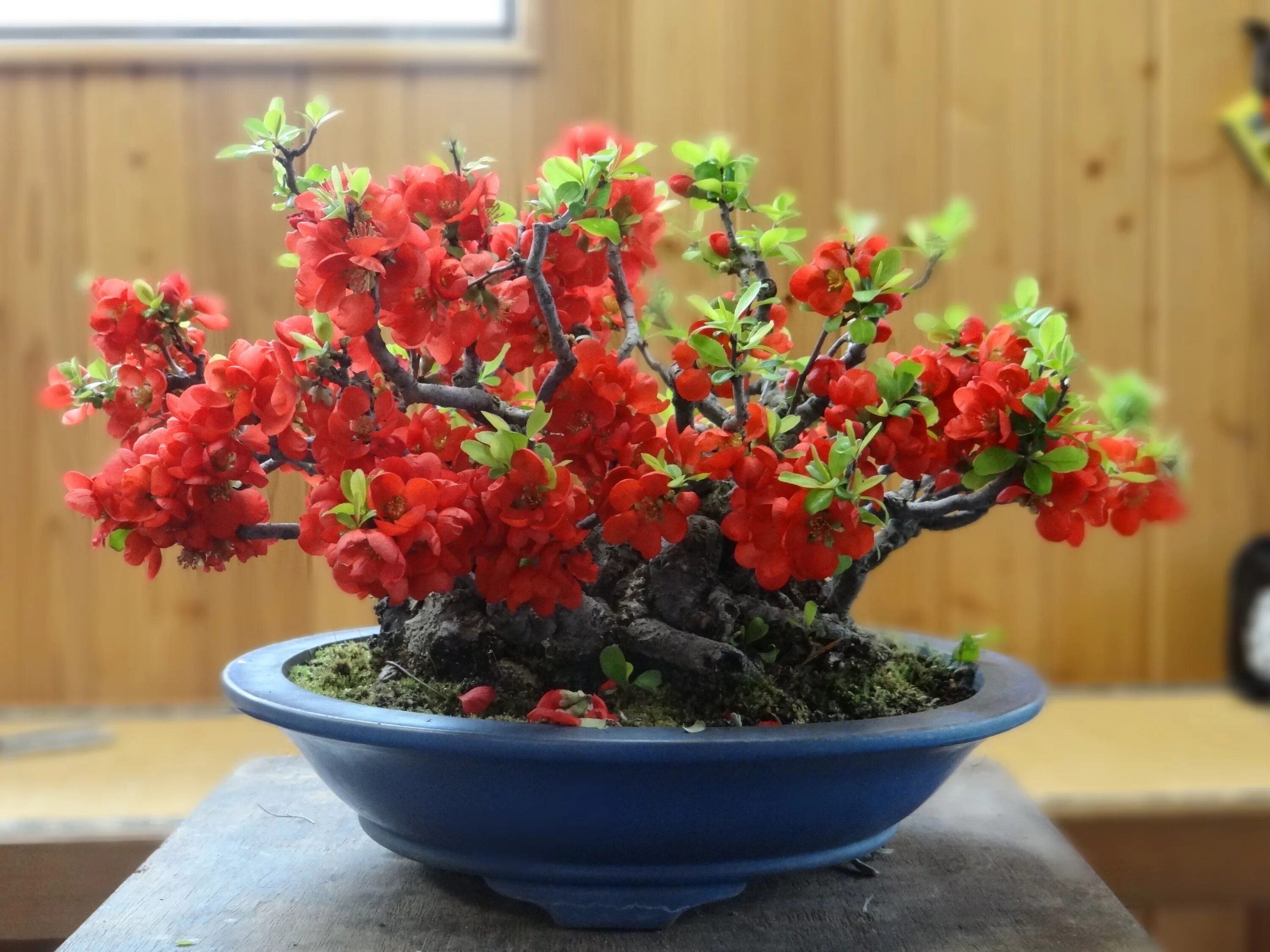 Camellia japonica бонсай. Хеномелес маулея. Айва японская семена гавриш. Семена айвы японской. Айва японская домашняя.