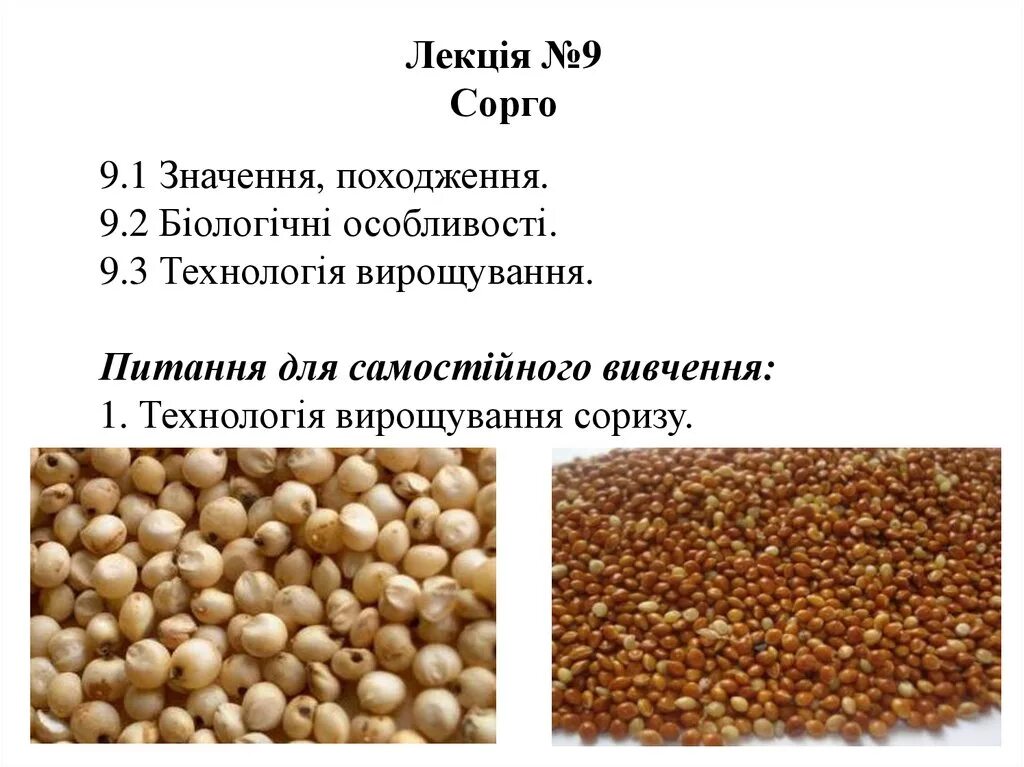 Утонуть в сорго. Сорго. сорго крупа. крупа сорго из чего. кормовые единицы сорго.