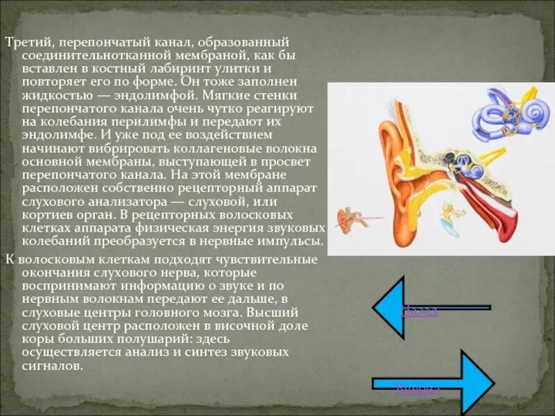 20. Рецепторный аппарат слухового анализатора. Перепончатый канал. Тимпанальная мембрана перепончатого канала улитки. Перепончатый канал улитки заполнен.