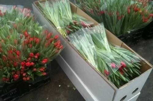 Луковицы тюльпанов картинки. Тюльпаны свежесрезанные. Луковицы тюльпанов в упаковке. Транспортировочные коробки для букетов. Срезка тюльпанов в теплице.